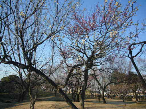 �����i�i���R�Ƃ̂ӂꂠ���j