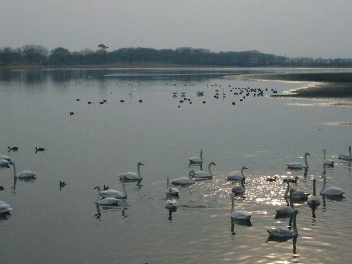 �����i�i���R�Ƃ̂ӂꂠ���j