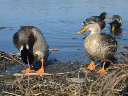 �����i�i���R�Ƃ̂ӂꂠ���j