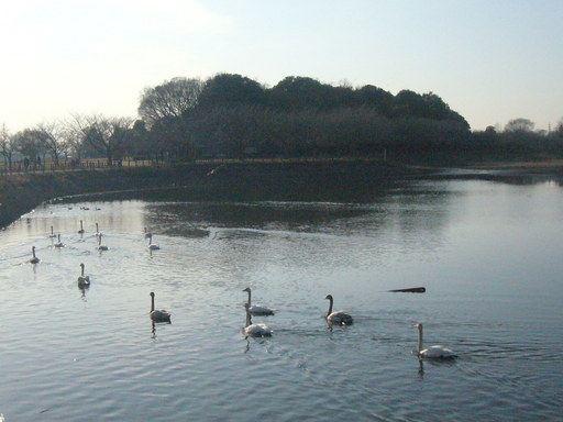 �����i�i���R�Ƃ̂ӂꂠ���j