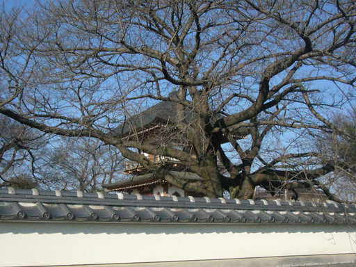 �����i�i���R�Ƃ̂ӂꂠ���j