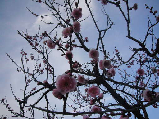 �����i�i���R�Ƃ̂ӂꂠ���j