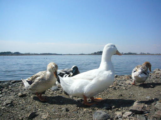 �����i�i���R�Ƃ̂ӂꂠ���j