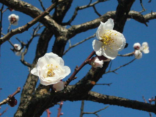 �����i�i���R�Ƃ̂ӂꂠ���j