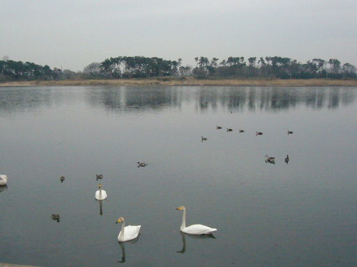 �����i�i���R�Ƃ̂ӂꂠ���j