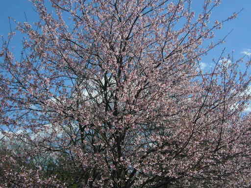 �����i�i���R�Ƃ̂ӂꂠ���j