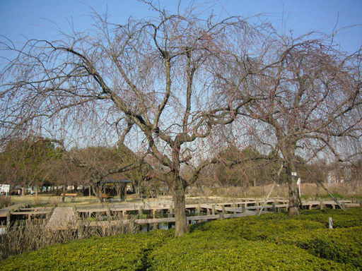 �����i�i���R�Ƃ̂ӂꂠ���j