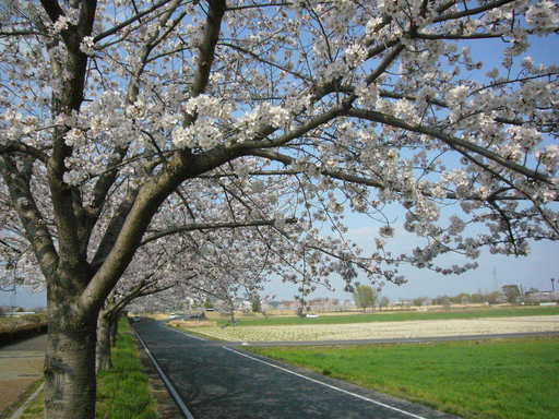 �����i�i���R�Ƃ̂ӂꂠ���j