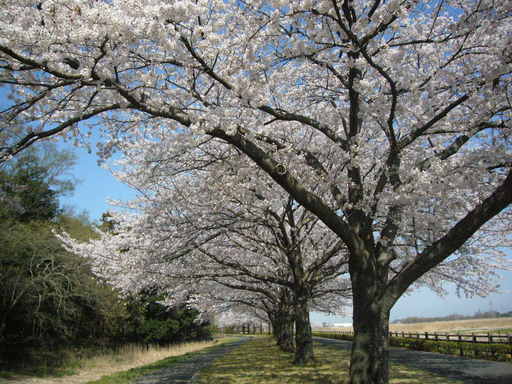 �����i�i���R�Ƃ̂ӂꂠ���j