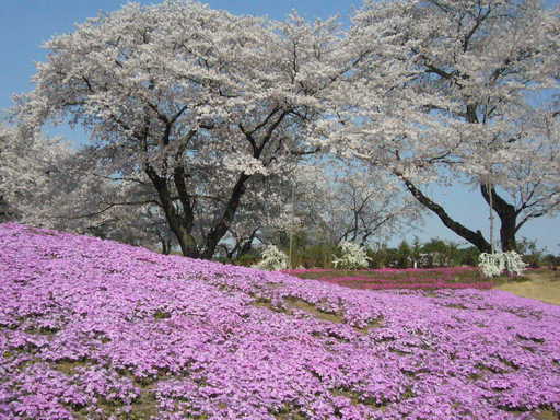 �����i�i���R�Ƃ̂ӂꂠ���j