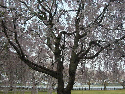 �����i�i���R�Ƃ̂ӂꂠ���j