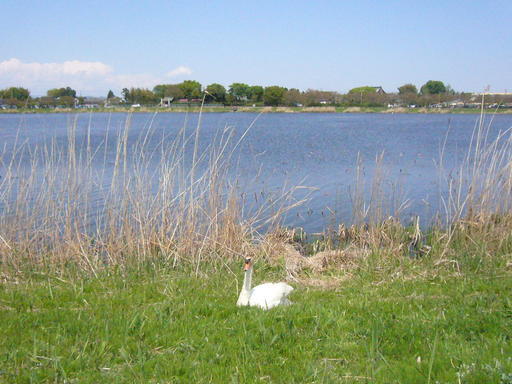 �����i�i���R�Ƃ̂ӂꂠ���j