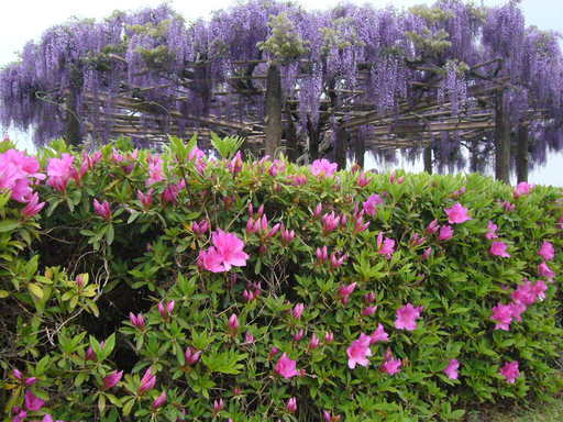 �����i�i���R�Ƃ̂ӂꂠ���j