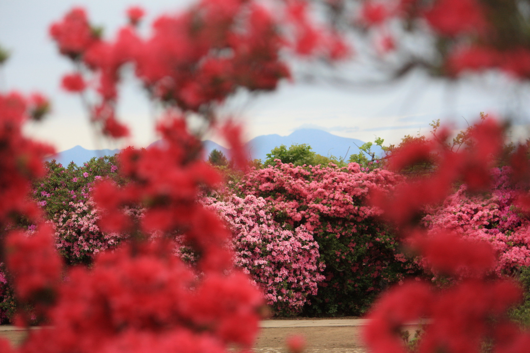 �����i�i���R�Ƃ̂ӂꂠ���j