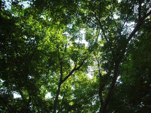 �����i�i���R�Ƃ̂ӂꂠ���j