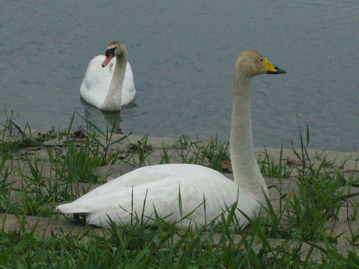 �����i�i���R�Ƃ̂ӂꂠ���j