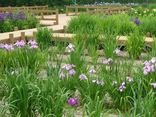 �����i�i���R�Ƃ̂ӂꂠ���j