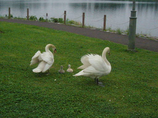 �����i�i���R�Ƃ̂ӂꂠ���j