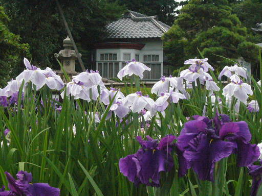 �����i�i���R�Ƃ̂ӂꂠ���j