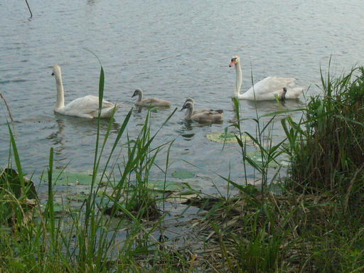 �����i�i���R�Ƃ̂ӂꂠ���j