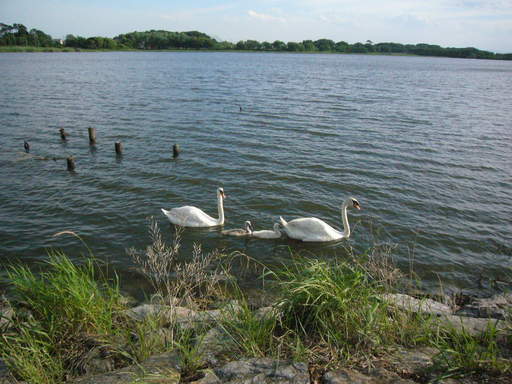 �����i�i���R�Ƃ̂ӂꂠ���j