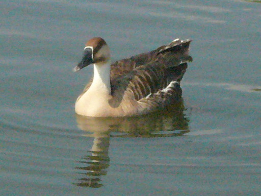 �����i�i���R�Ƃ̂ӂꂠ���j