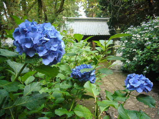 �����i�i���R�Ƃ̂ӂꂠ���j