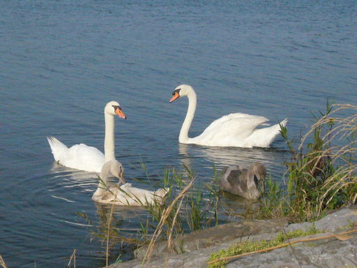 �����i�i���R�Ƃ̂ӂꂠ���j