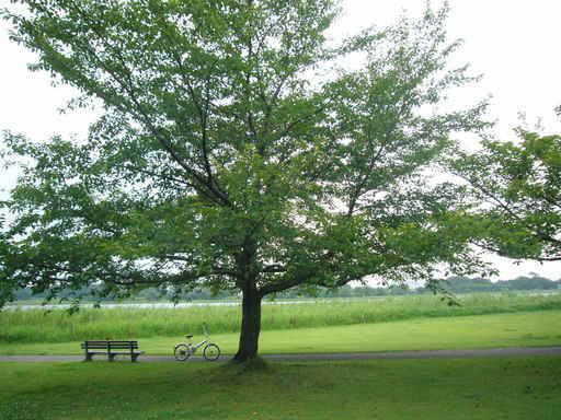 �����i�i���R�Ƃ̂ӂꂠ���j