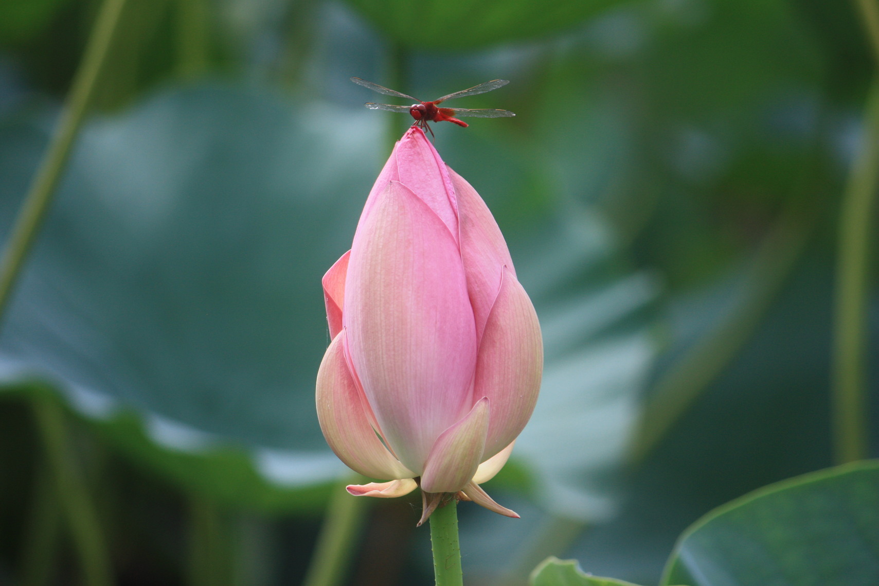 �����i�i���R�Ƃ̂ӂꂠ���j