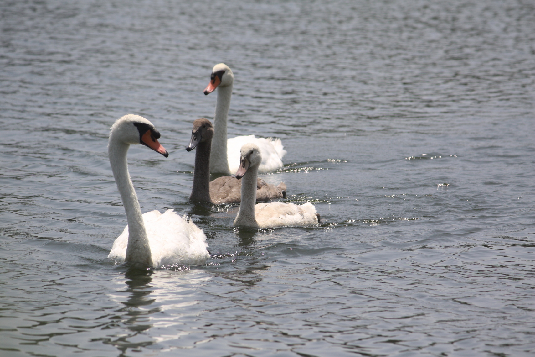 �����i�i���R�Ƃ̂ӂꂠ���j