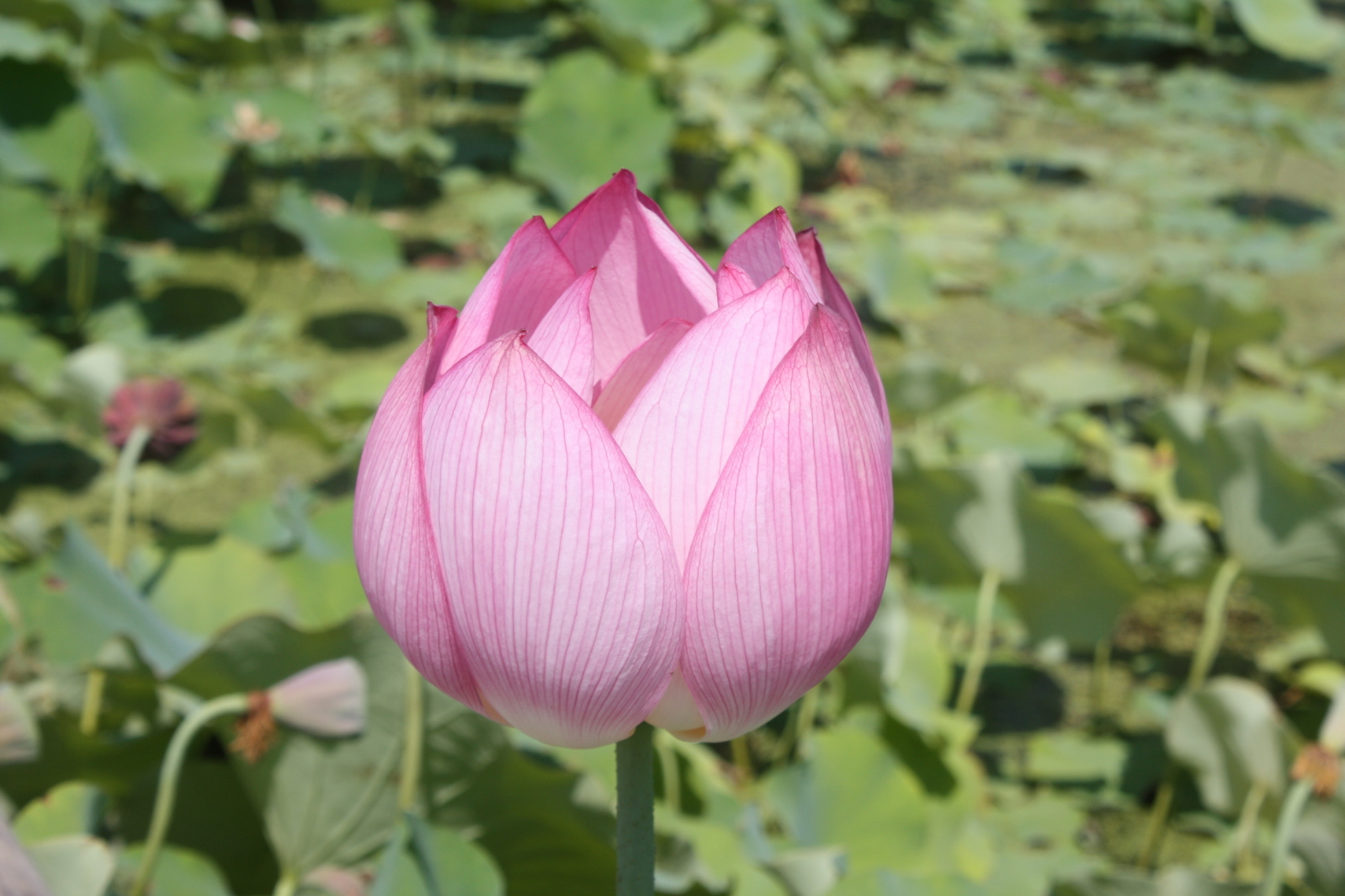 �����i�i���R�Ƃ̂ӂꂠ���j