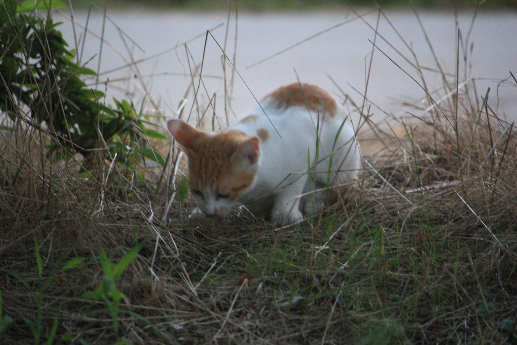 �����i�i���R�Ƃ̂ӂꂠ���j