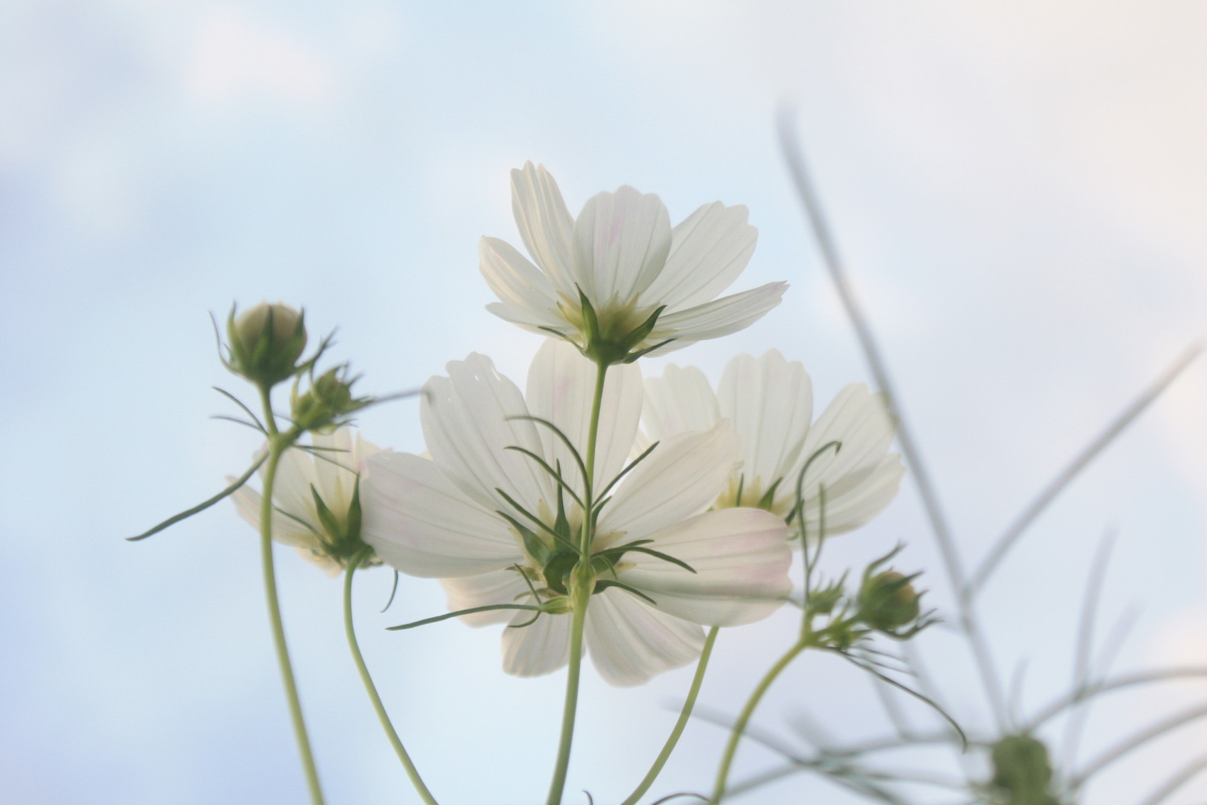 �����i�i���R�Ƃ̂ӂꂠ���j