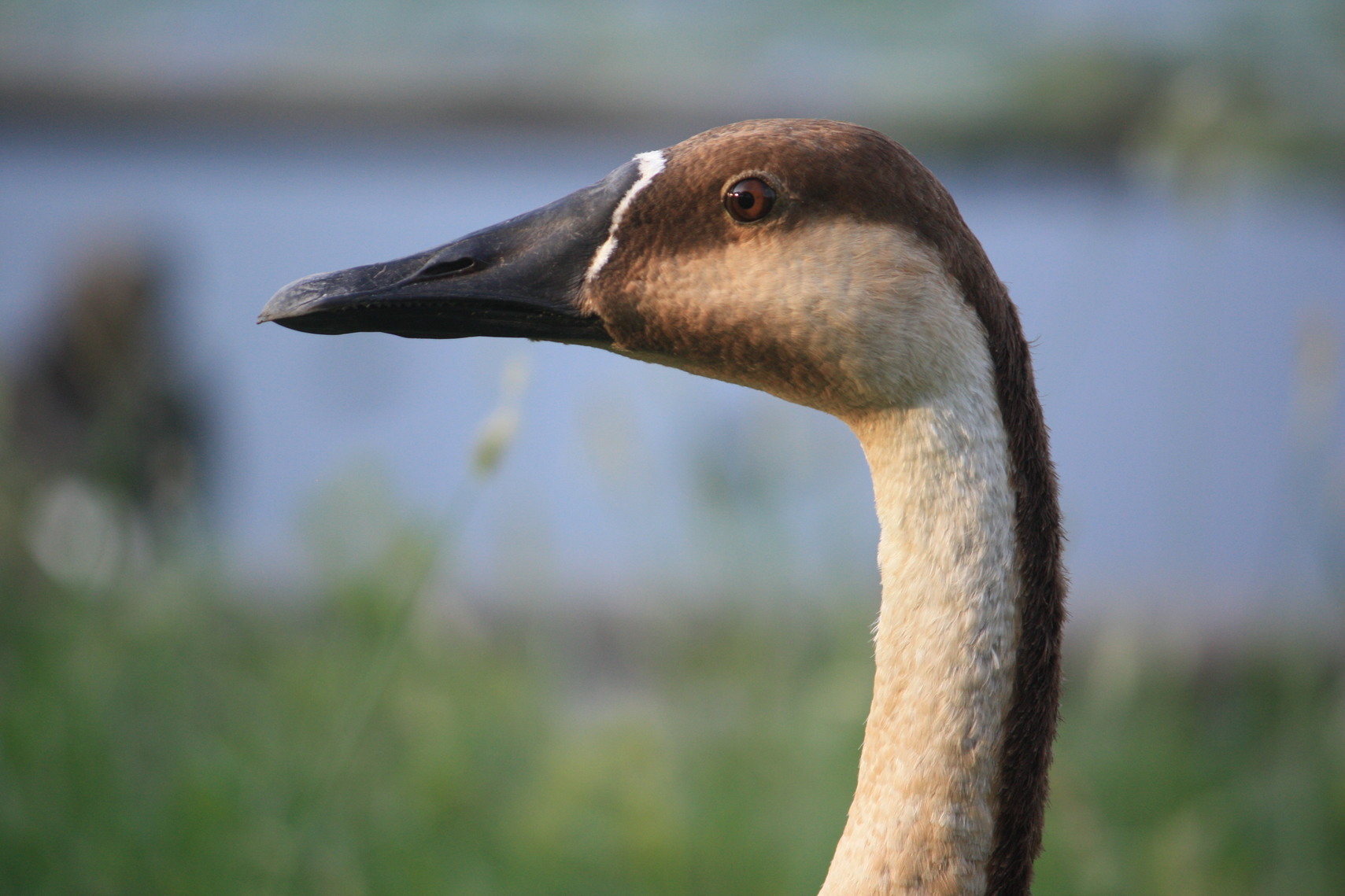 �����i�i���R�Ƃ̂ӂꂠ���j