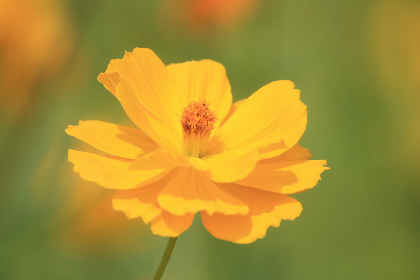 �����i�i���R�Ƃ̂ӂꂠ���j