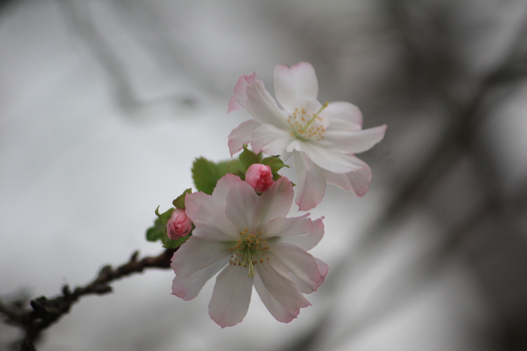 �����i�i���R�Ƃ̂ӂꂠ���j