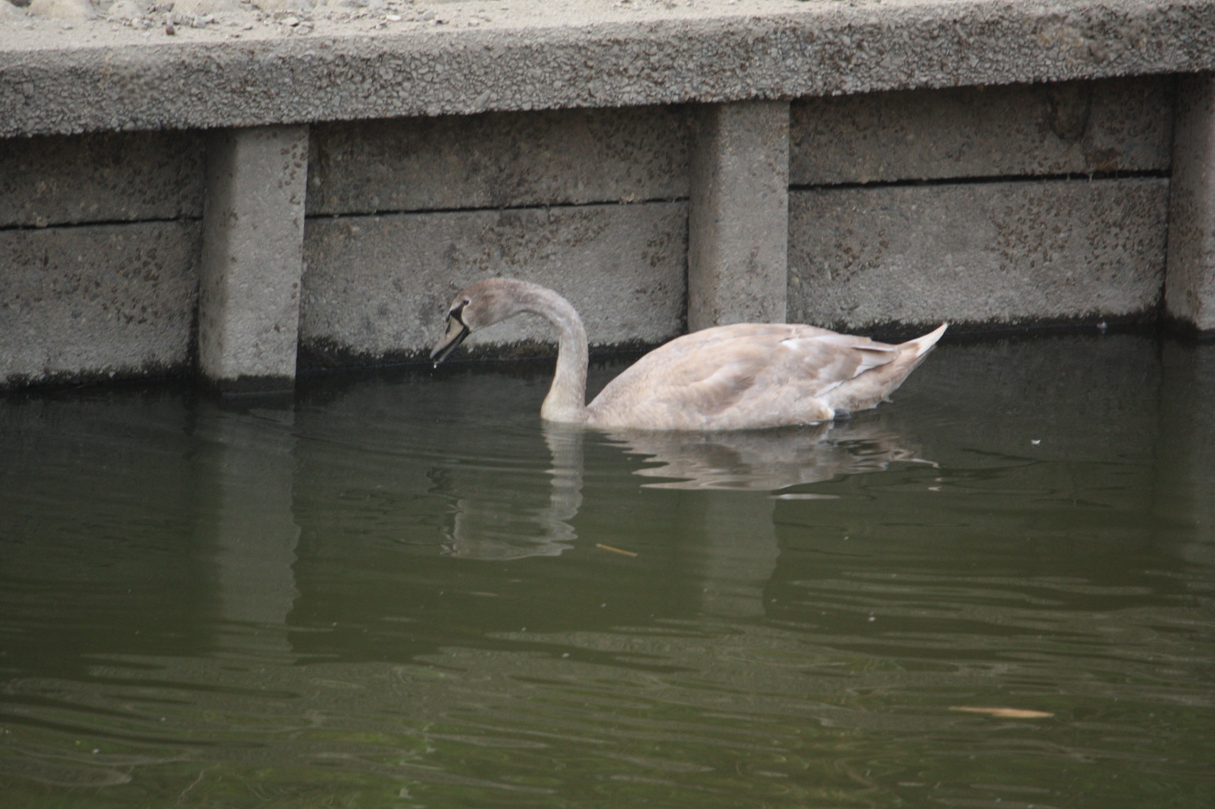 �����i�i���R�Ƃ̂ӂꂠ���j