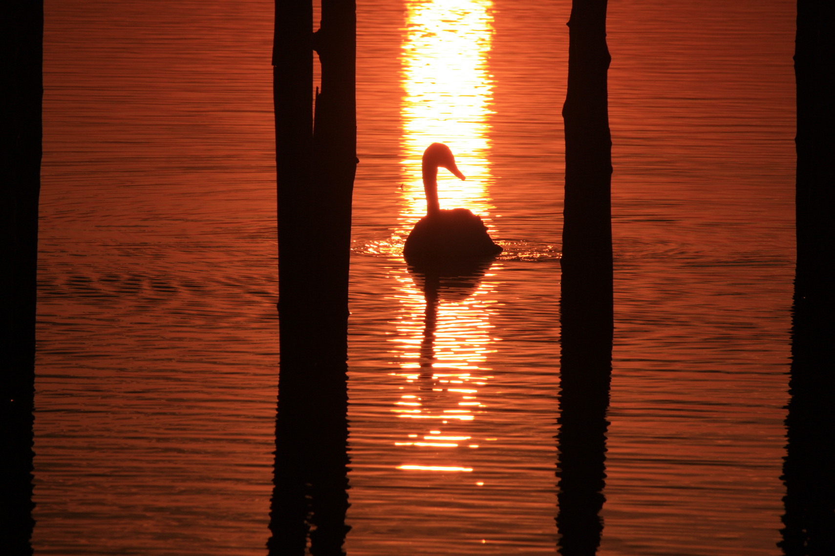 �����i�i���R�Ƃ̂ӂꂠ���j