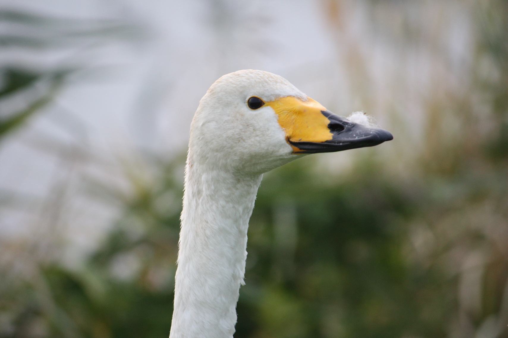 �����i�i���R�Ƃ̂ӂꂠ���j