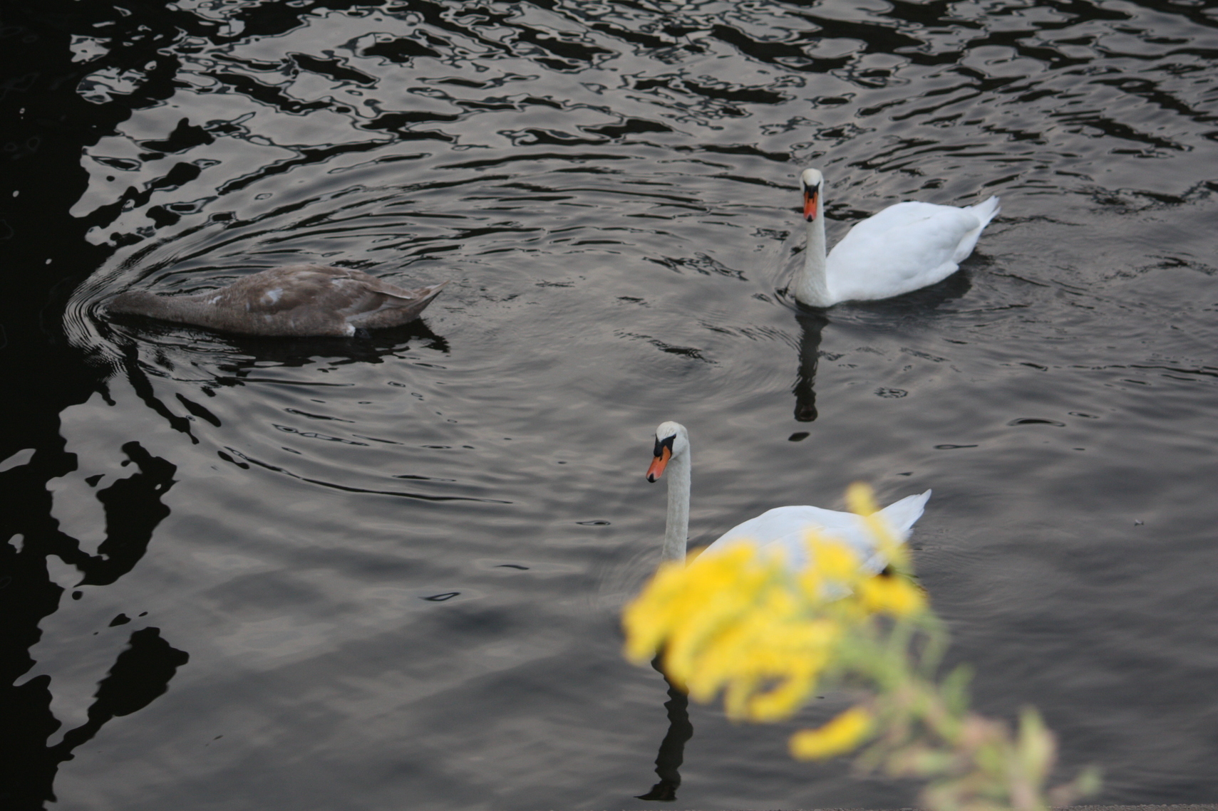 �����i�i���R�Ƃ̂ӂꂠ���j