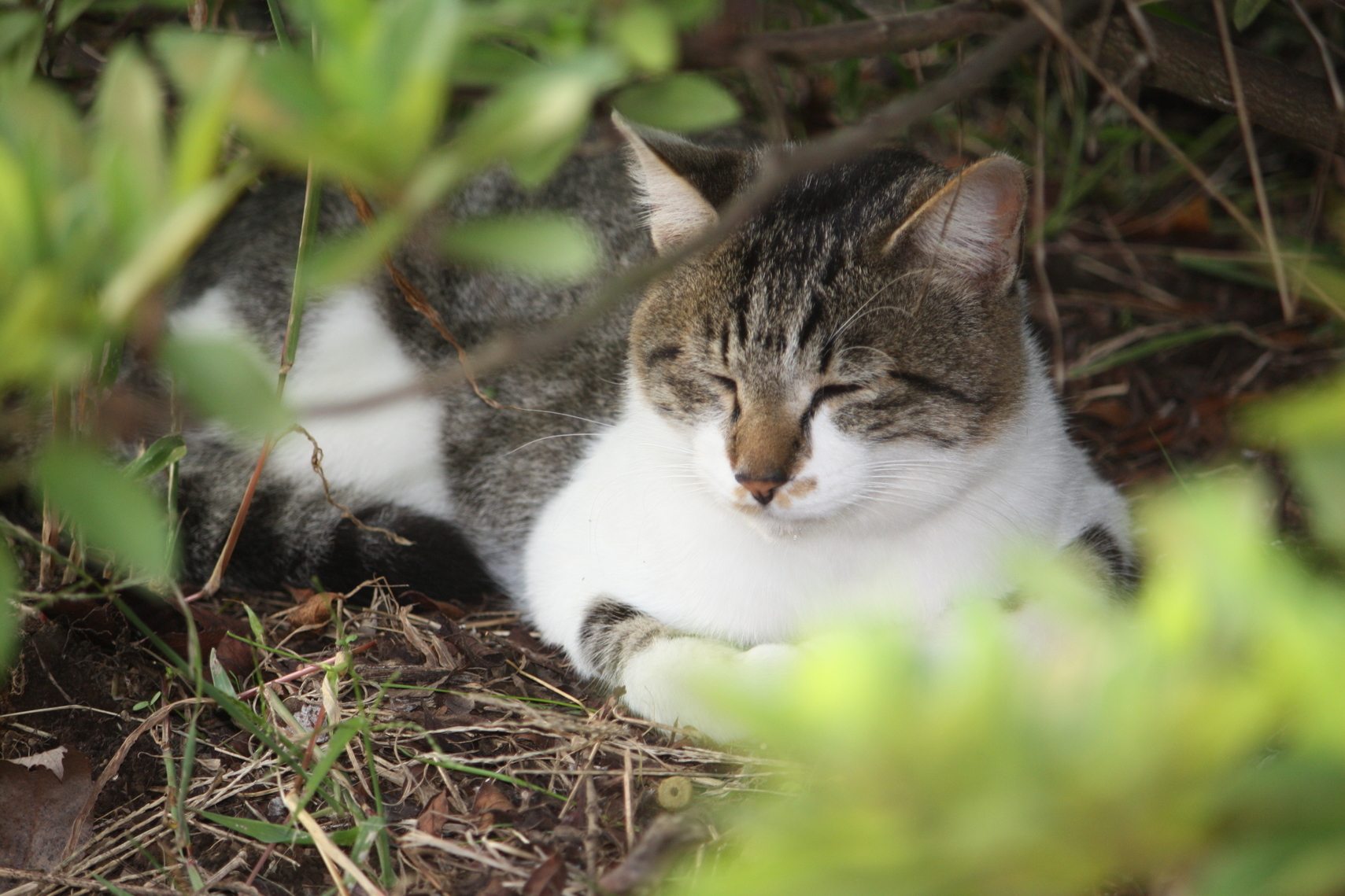 �����i�i���R�Ƃ̂ӂꂠ���j