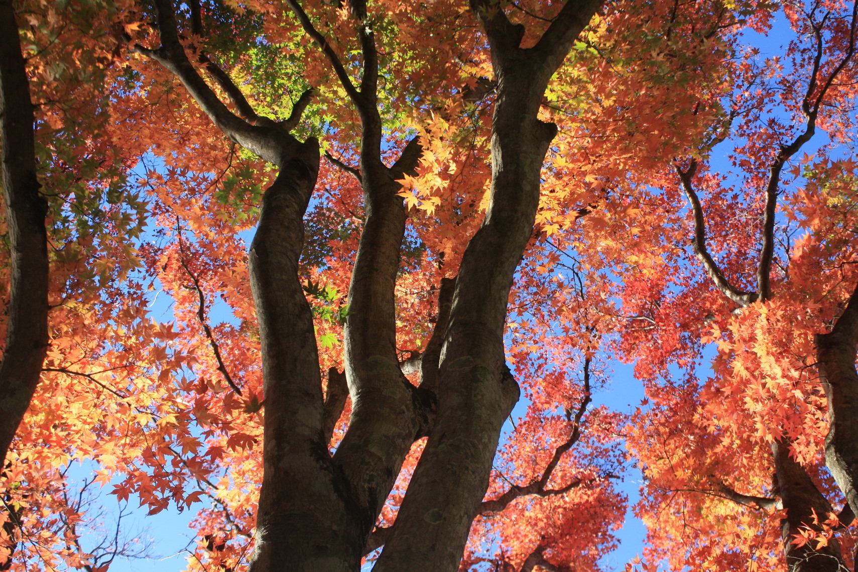 �����i�i���R�Ƃ̂ӂꂠ���j