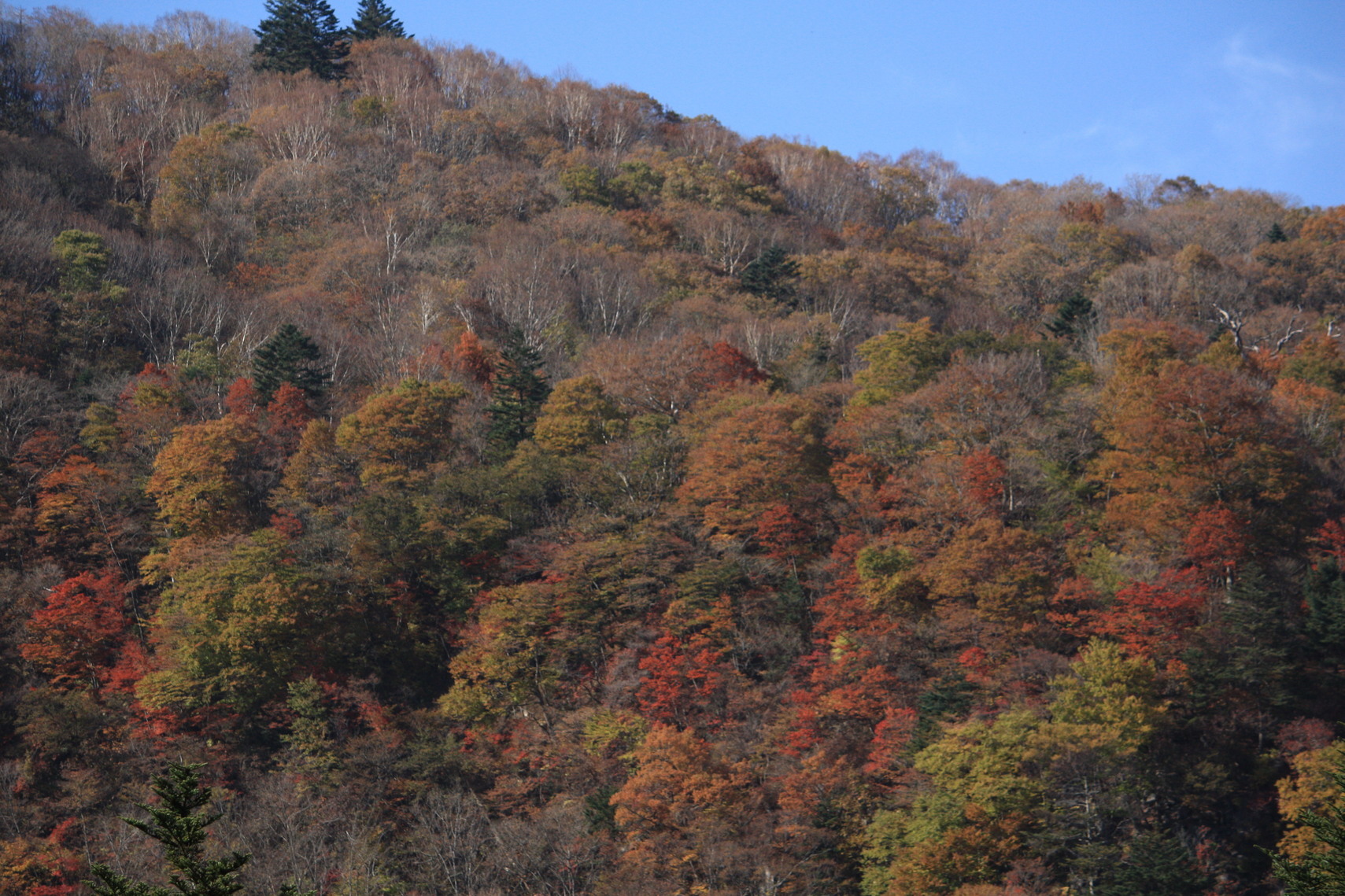 �����i�i���R�Ƃ̂ӂꂠ���j