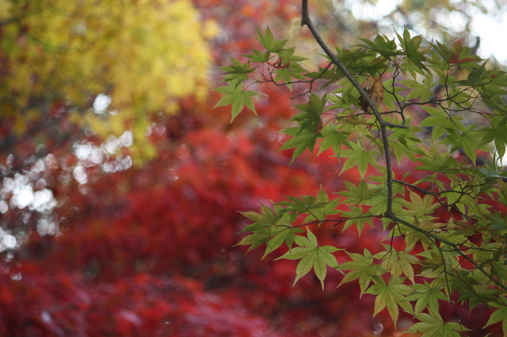 �����i�i���R�Ƃ̂ӂꂠ���j