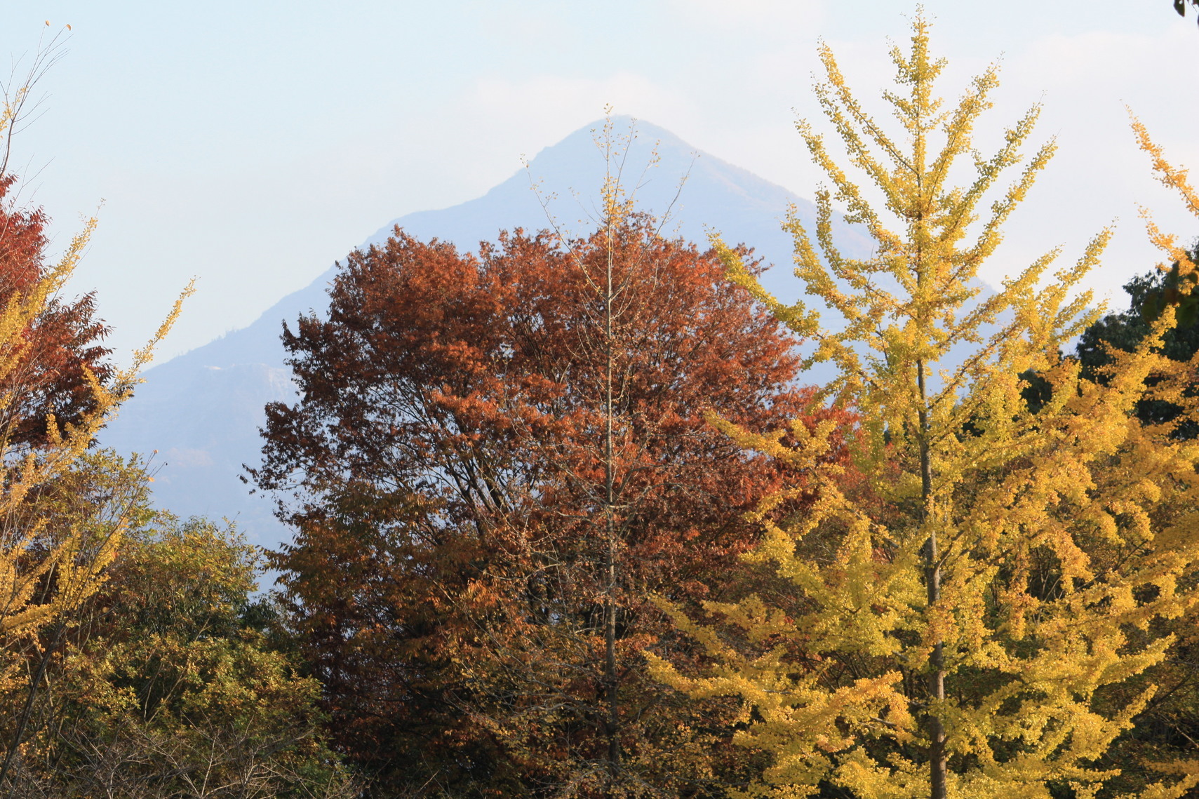 �����i�i���R�Ƃ̂ӂꂠ���j