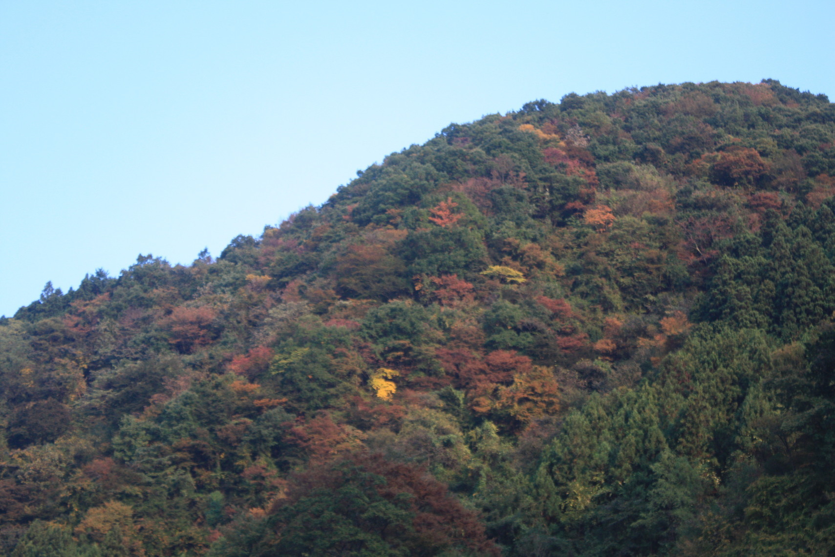 �����i�i���R�Ƃ̂ӂꂠ���j