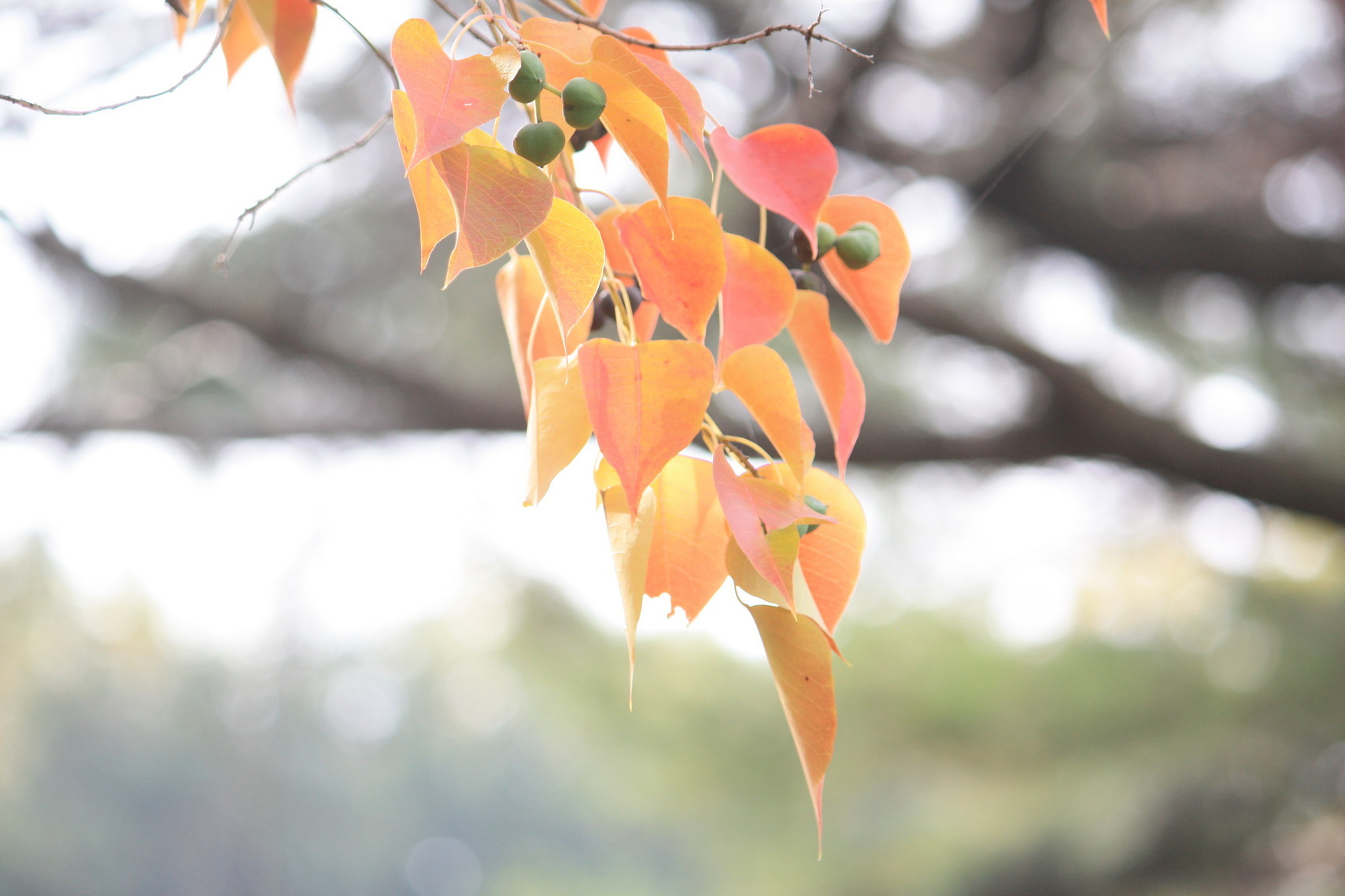 �����i�i���R�Ƃ̂ӂꂠ���j