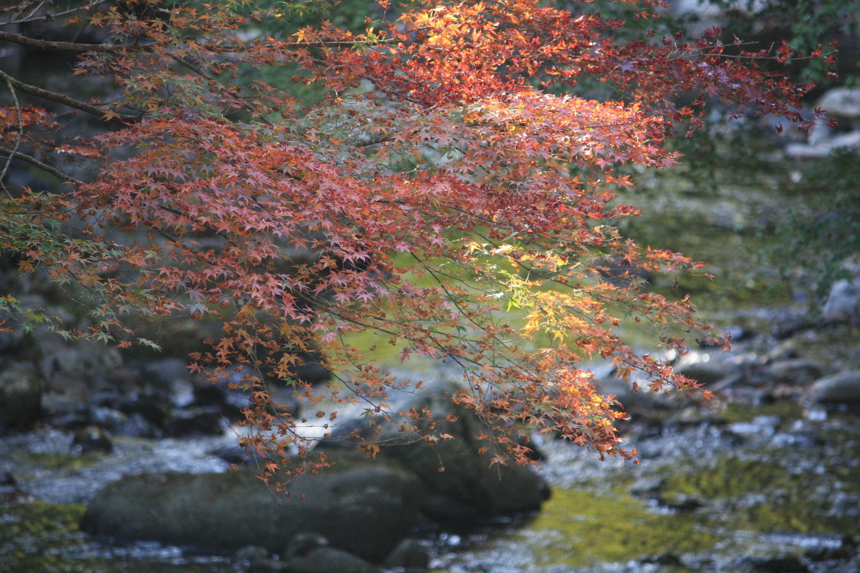 �����i�i���R�Ƃ̂ӂꂠ���j