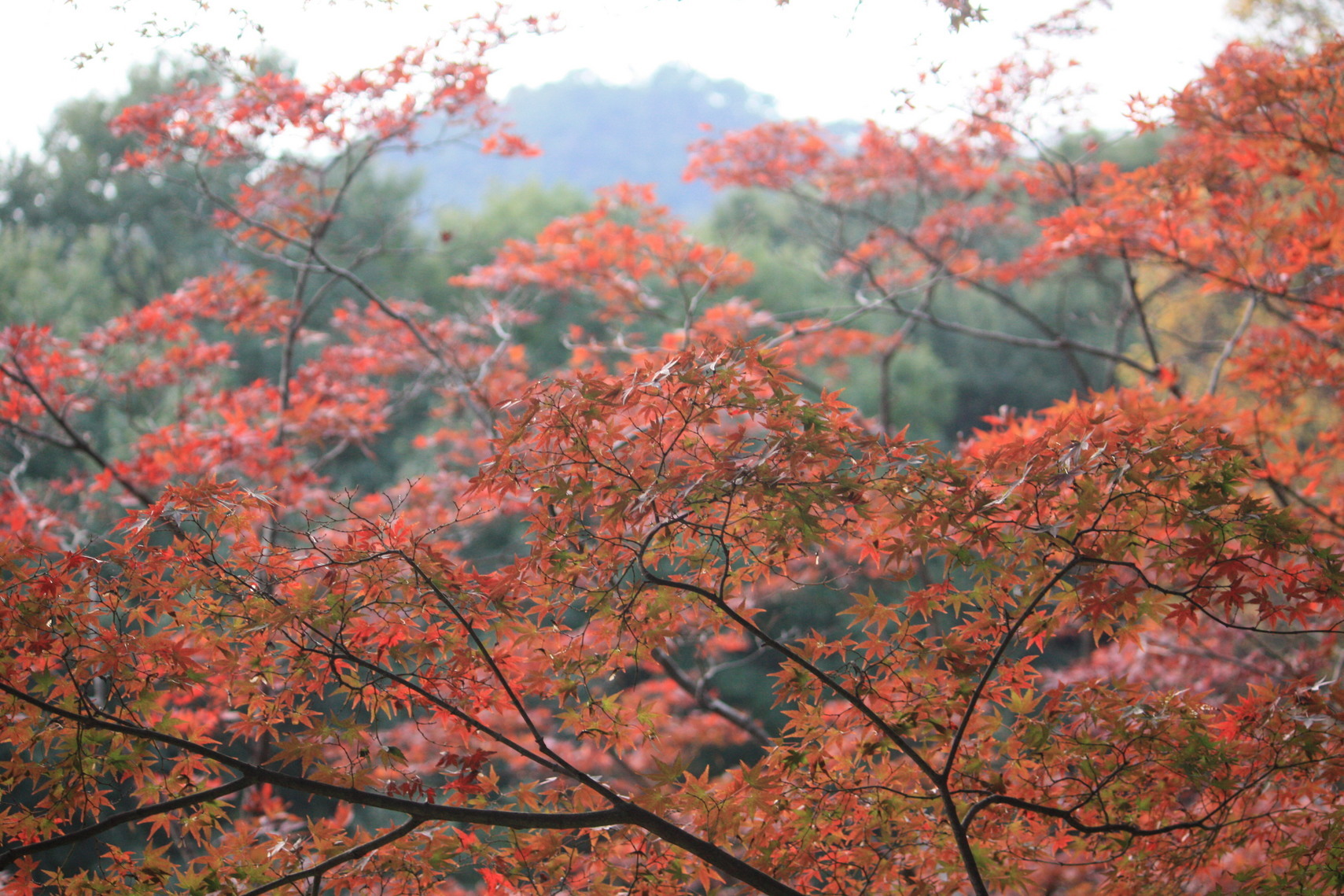 �����i�i���R�Ƃ̂ӂꂠ���j